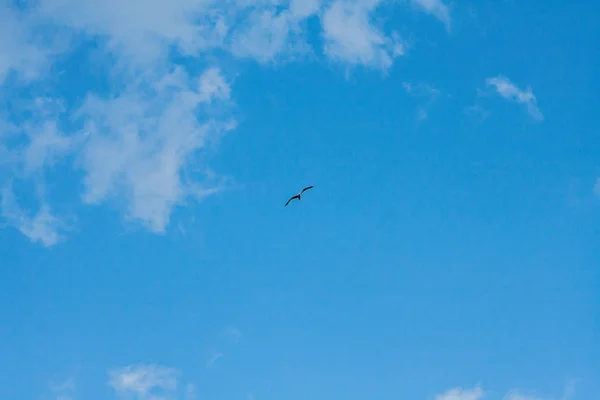 青い空に白い雲が大きな — ストック写真