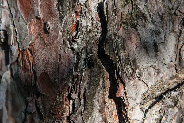 Arka Plan Doku Ağaç Kabuğu Yaz Güneşli Gün Makro Yakın — Stok fotoğraf