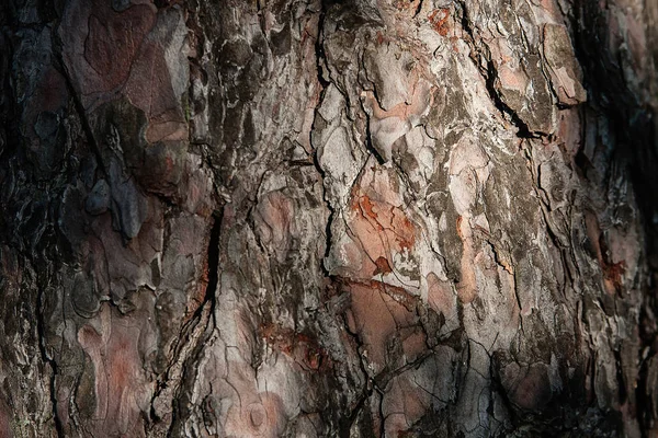 arka plan doku ağaç kabuğu, yaz, güneşli gün, makro, yakın ağaç kabuğu