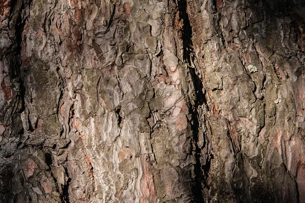 Arka Plan Doku Ağaç Kabuğu Yaz Güneşli Gün Makro Yakın — Stok fotoğraf