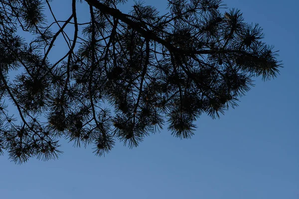 树木的阴影对蓝色晴朗的天空没有云 树木和树叶 树叶头顶 — 图库照片