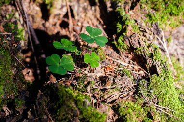 güneşli bir yaz gününde dört yaprakları ile yosun ile güdük