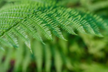 eğrelti yaprakları, makro yaprakları, eğrelti arka