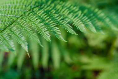 eğrelti yaprakları, makro yaprakları, eğrelti arka
