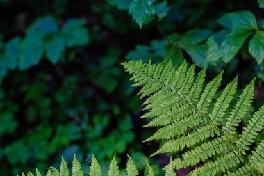 eğrelti yaprakları, makro yaprakları, eğrelti arka