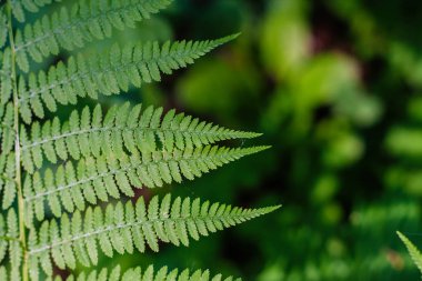 eğrelti yaprakları, makro yaprakları, eğrelti arka