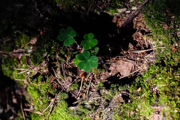 güneşli bir yaz gününde dört yaprakları ile yosun ile güdük