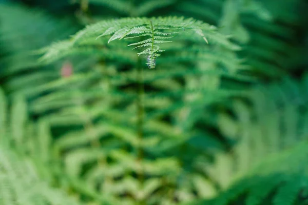 fern leaves, macro leaves, fern leaves background