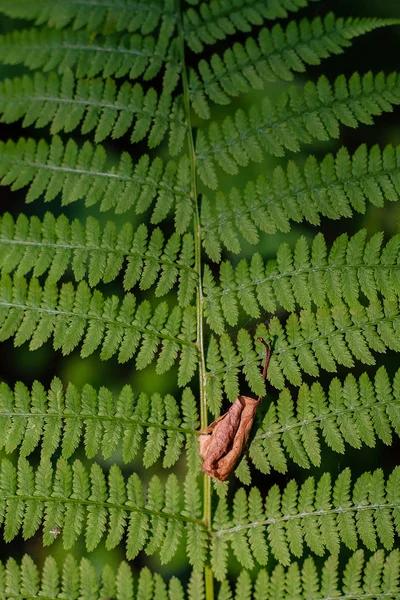 シダの葉 マクロの葉 シダの葉の背景 — ストック写真