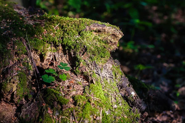 stump with moss with four leaves on a Sunny summer day
