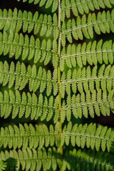 Fern Leaves Macro Bladeren Varen Bladeren Achtergrond — Stockfoto