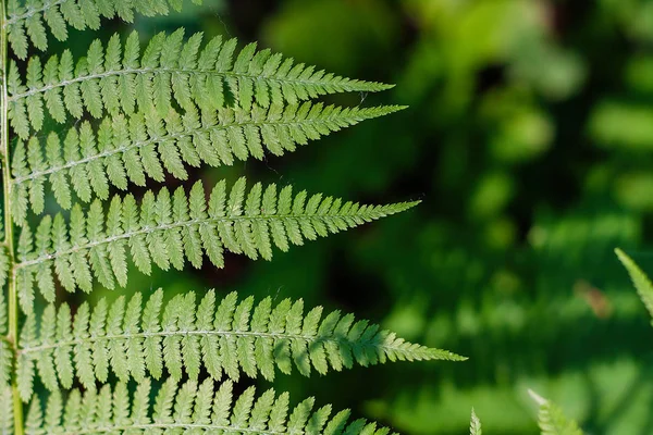 fern leaves, macro leaves, fern leaves background