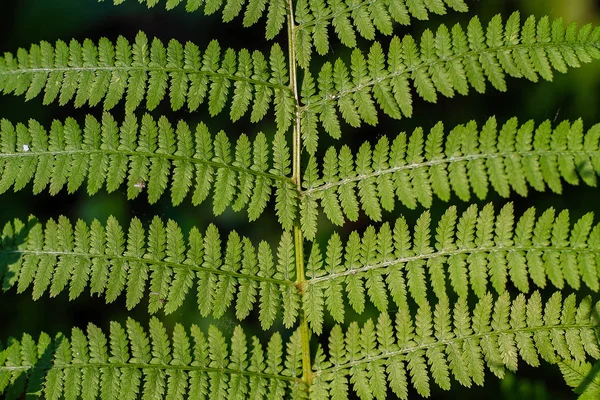シダの葉 マクロの葉 シダの葉の背景 — ストック写真