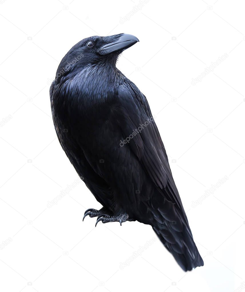 bird black Raven isolated on white background