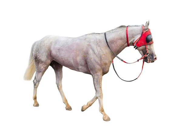 Cavallo Corsa Fantino Isolato Sfondo Bianco — Foto Stock