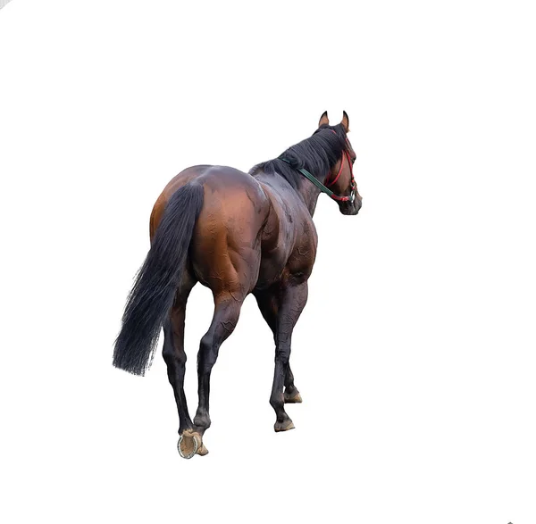 Horse Racing Jockey Isolated White Background — Stock Photo, Image