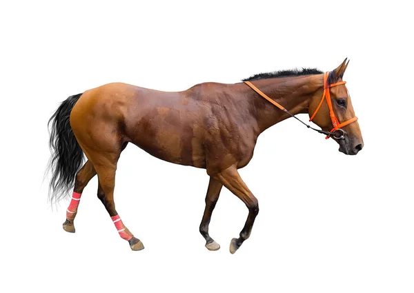 Pferderennjockey Isoliert Auf Weißem Hintergrund — Stockfoto