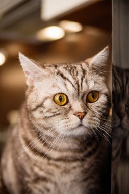 mutfakta masada yürüyen evcil kedi, İskoç ırkı