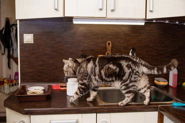 domestic cat in the kitchen walking on the table, Scottish breed