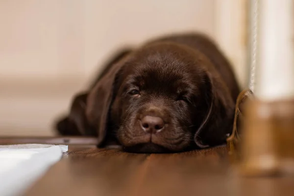 puppy dog breed Labrador chocolate color lies on the parquet floor