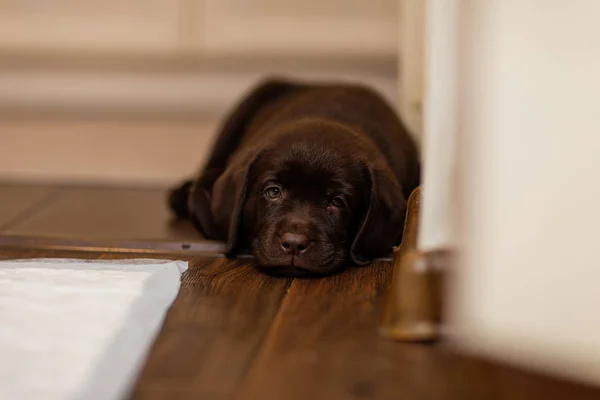 Valpeoppdrett Labrador Sjokoladefarge Ligger Parkettgulvet – stockfoto