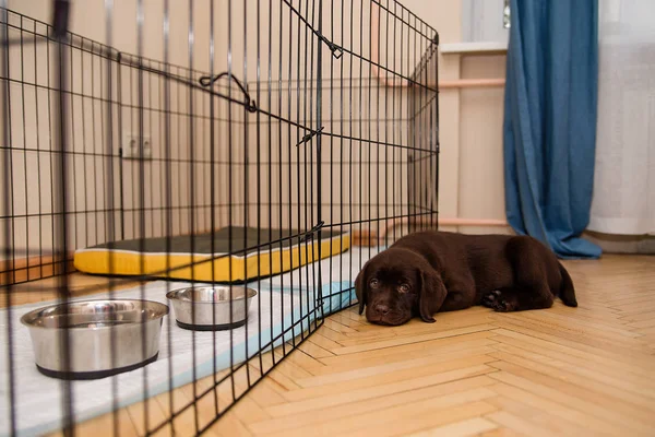 Labrador köpek çikolata rengi kafes, çelik kase, küçük köpekler kalır yakınındaki parke zemin üzerinde yatıyor