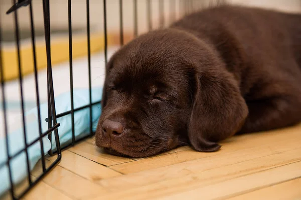 Labrador köpek çikolata rengi kafes, çelik kase, küçük köpekler kalır yakınındaki parke zemin üzerinde yatıyor