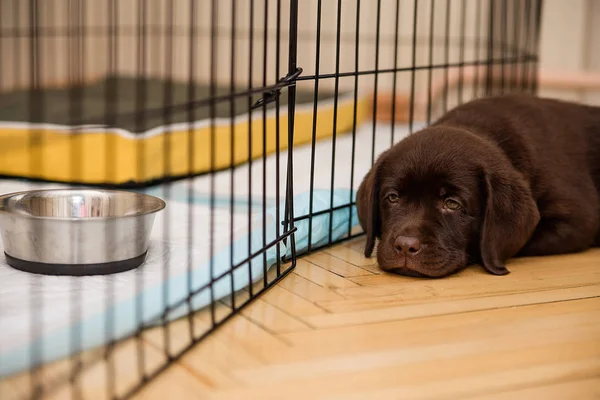 Labrador puppy chocolate color lies on the parquet floor near the cage, steel bowls, remain small dogs