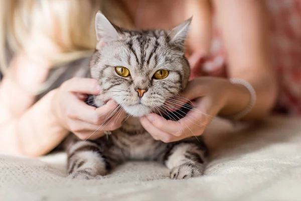 kedi evcil hayvan için kedi İskoç kedi.