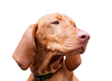 Beyaz arka plan üzerinde izole köpek Macar vyzhla portre
