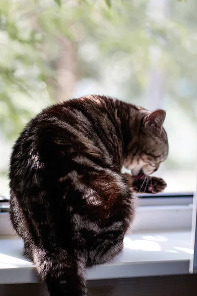 Кот Шотландской Породы Кошки Моет Сидя — стоковое фото