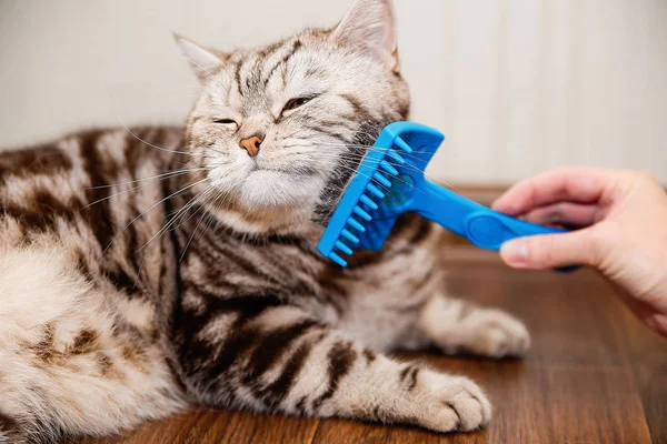Kedi tarağı mavisi, İskoç cinsi.