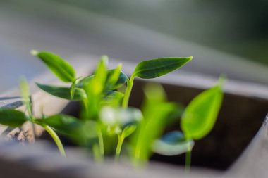 Genç çan biberi filizleri pencere kenarındaki taş bir tencerede serpilmiş, hafif bir esinti tarafından üflenmişler, rüzgarda sallanan küçük yeşil filizler, çimen yapraklarının makrodan fışkırması