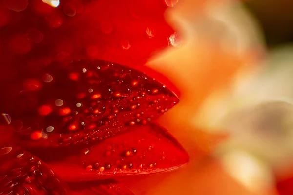 Kırmızı gerbera çiçeğinin bir yaprağının makro fotoğrafçılığı yakından incelendiğinde, açık bir günde bir damla su parlar, bir çiçeğin makro fotoğrafı