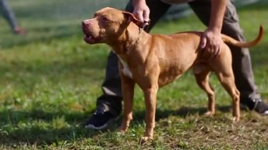 Köpek yetiştiricisi Amerikan Pete Boğa Teriyeri kırmızısı
