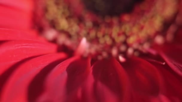 Rojo Gerbera Flor Cerrar Centrado Macro Movimiento Círculo Espiral Borrosa — Vídeo de stock