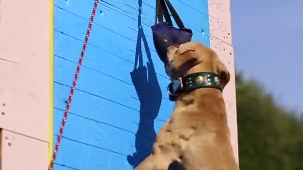 Спортивний собака стрибає по стіні, собака породжує американський піт-бул Терр'є червоний — стокове відео
