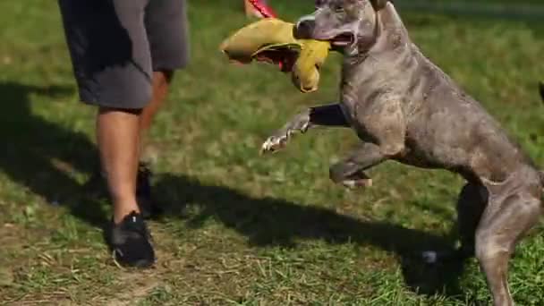 Perro crianza americano pete toro terrier gris jugando — Vídeos de Stock