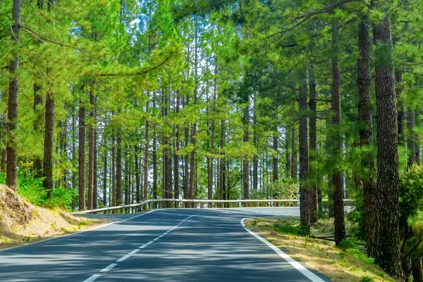 Estrada sinuosa numa floresta de montanha. Floresta verde brilhante e sol brilhante . — Fotografia de Stock