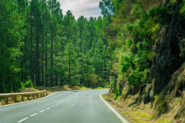 Carretera sinuosa en un bosque de montaña. Bosque verde brillante y sol brillante . — Foto de Stock