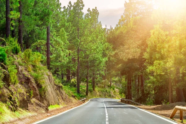 Carretera sinuosa en un bosque de montaña. Bosque verde brillante y sol brillante . — Foto de Stock