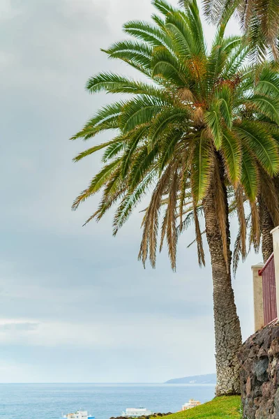 Bela palmeira verde em um penhasco contra o fundo azul do céu ensolarado. Puerto de la Cruz, Tenerife, Espanha — Fotografia de Stock