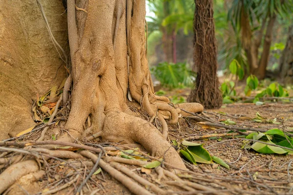Korzenie tropikalnego fikusa. Kręte korzenie zbliżenie z powietrznymi korzeniami w miękkim nacisku na tło. — Zdjęcie stockowe