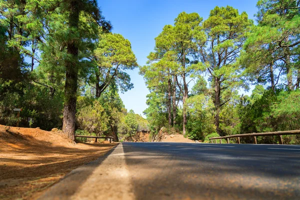 Carretera sinuosa en una vista del bosque de montaña desde el suelo. Bosque verde brillante y sol brillante . — Foto de Stock