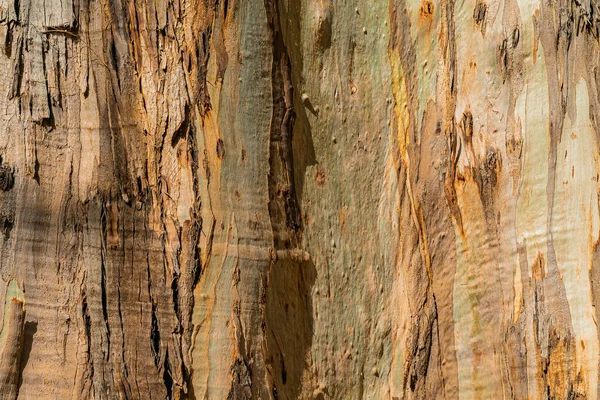 Naturalne tło kory gumy eukaliptusowej. Zbliżenie bagażnika. Teneryfa, Wyspy Kanaryjskie — Zdjęcie stockowe
