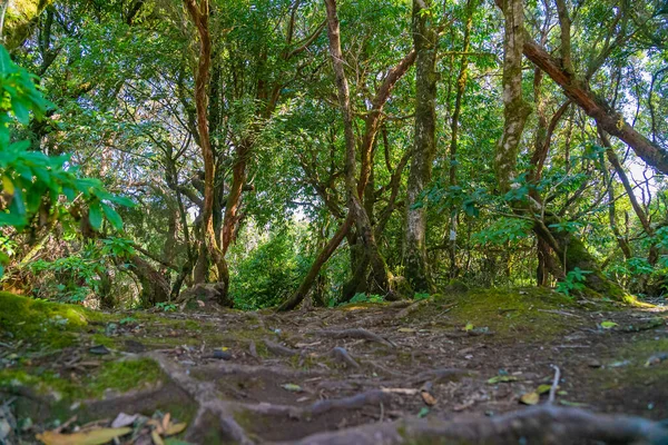 Wald und Boden mit Wurzeln im ländlichen Park von Anaga, Teneriffa, Spanien — Stockfoto