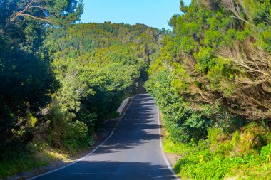 Dağ ormanlarında dolambaçlı bir yol. Mavi gökyüzüne karşı parlak yeşil orman. Tenerife, İspanya