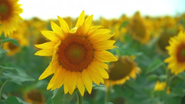 Крупним планом соняшник на фоні поля. Цвіте соняшник на фермі. Літня блискуча сцена з сільськогосподарськими рослинами. 4k UHD — стокове відео