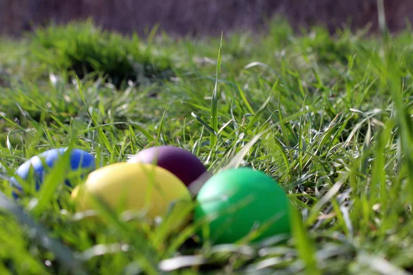 Пасхальные Яйца Зеленой Траве Солнце — стоковое фото