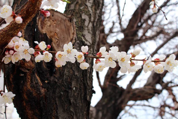 Fiori Albicocca Bianca — Foto Stock